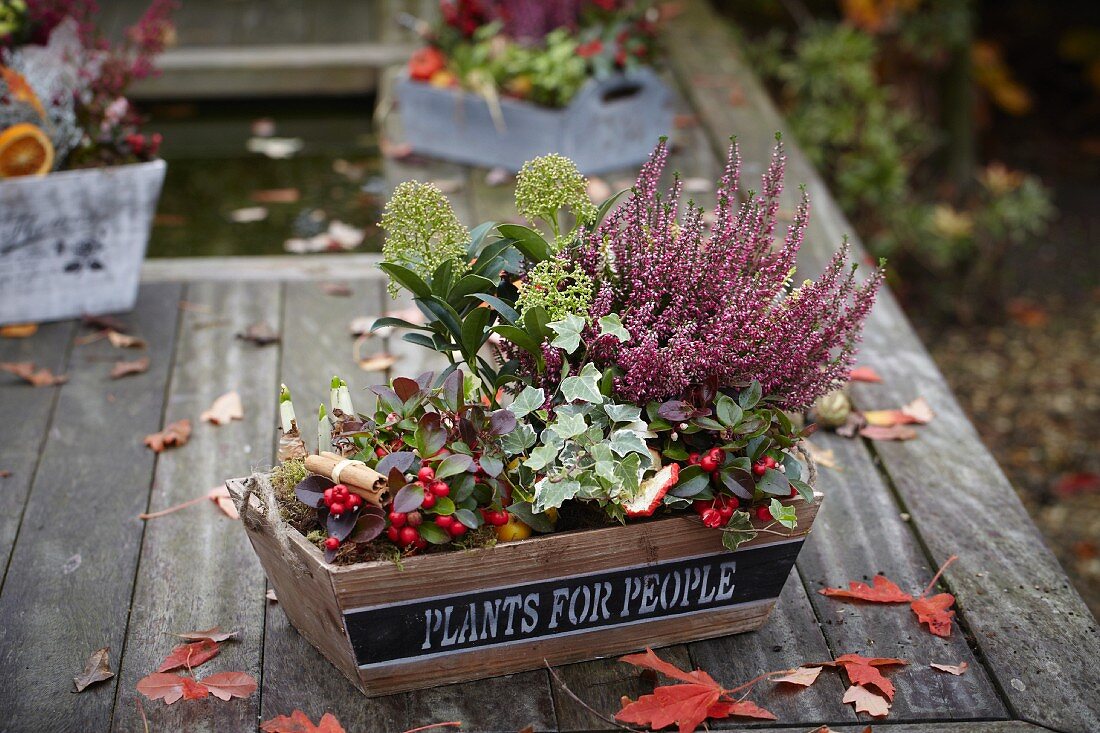 Autumnal arrangement of heather, ivy, wintergreen, skimmia and narcissus bulbs in trough on wooden garden table