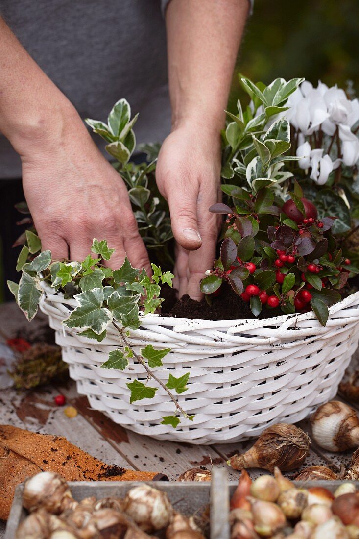 Herbstlichen Blumenkorb mit Cyclamen, Scheinbeeren, Efeu und Blumenzwiebeln gestalten