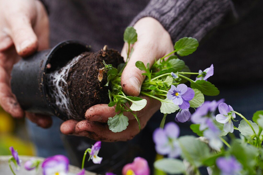 Planting violas in a basket for an autumn display