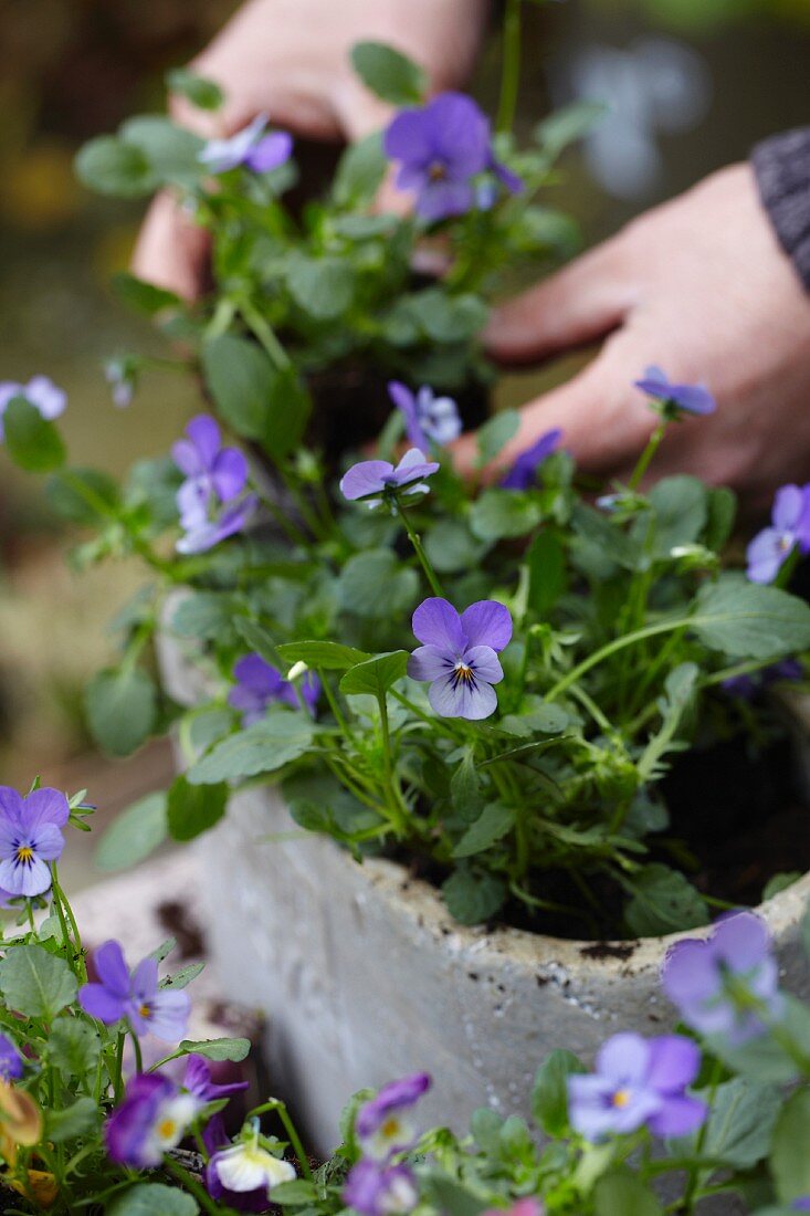 Planting violas in container