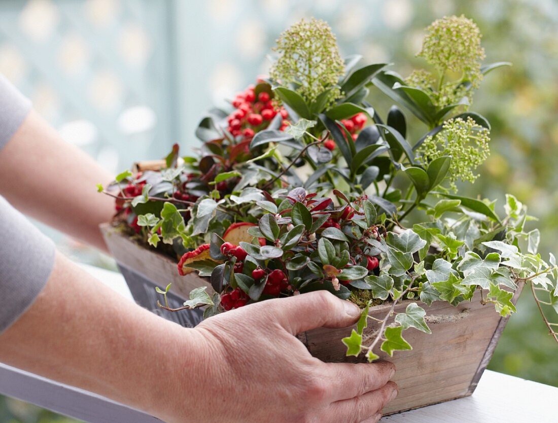 Autumnal trough of ivy, gaultheria and skimmia on terrace