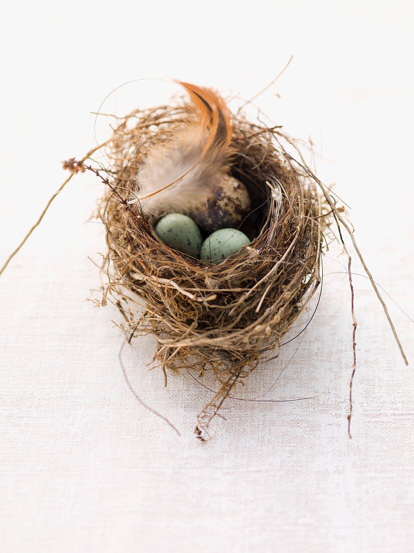 Quail's eggs, marzipan eggs and a feather in an Easter nest