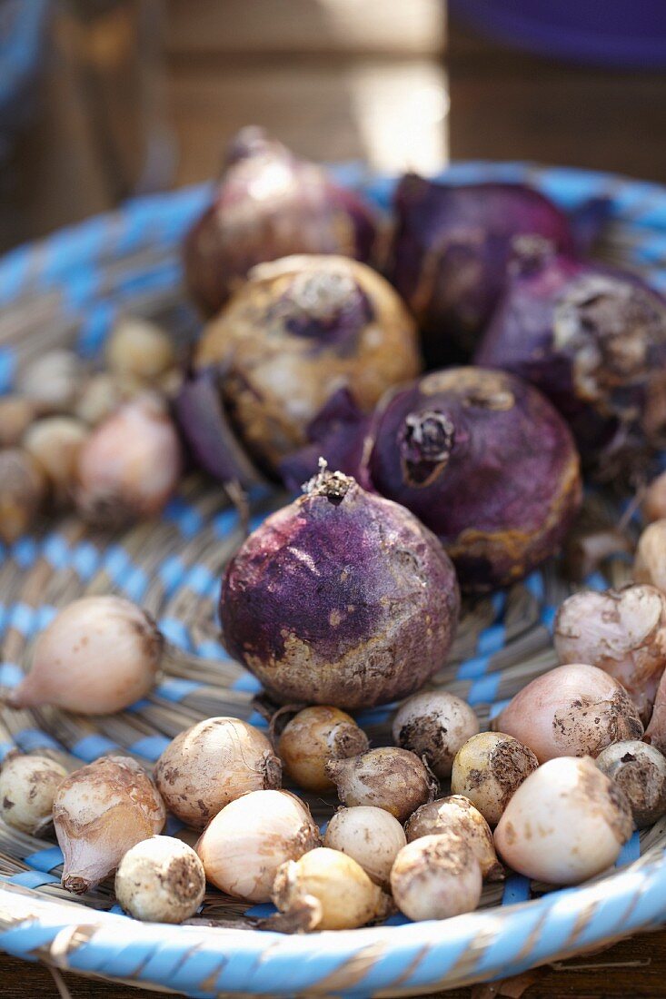 Various bulbs in a basket