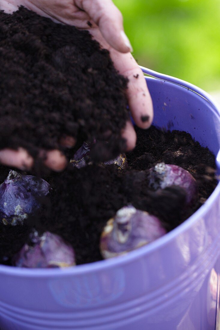 Planting bulbs in a pot