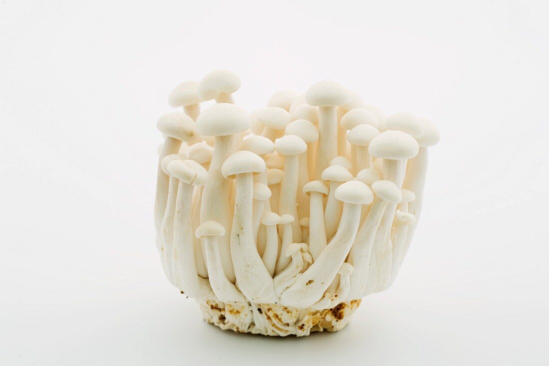 Fresh Bunch of White Beech Mushrooms; White Background