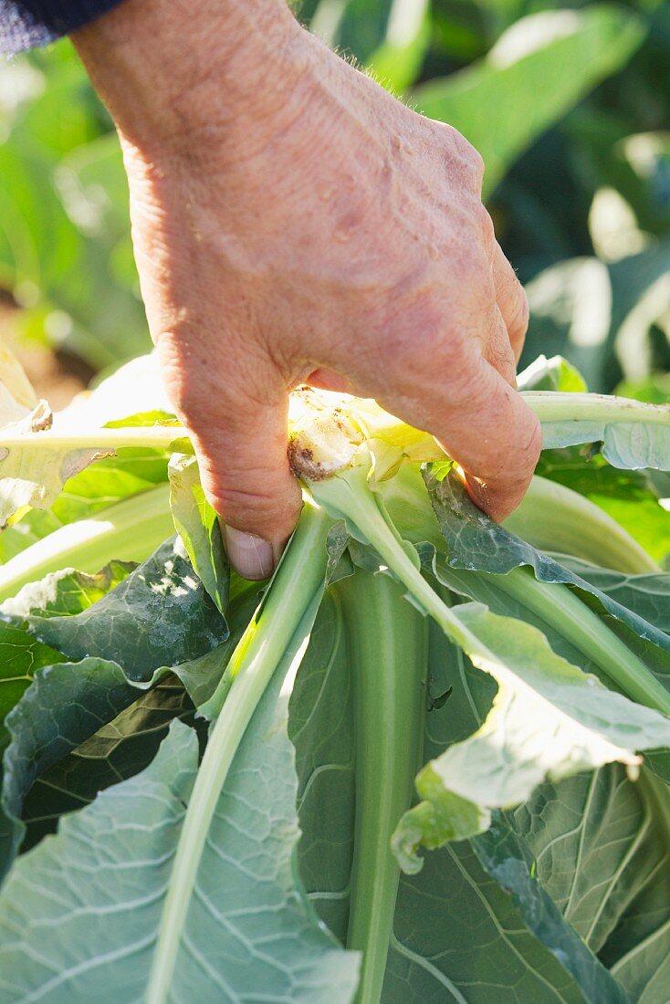 Cabbage being harvested