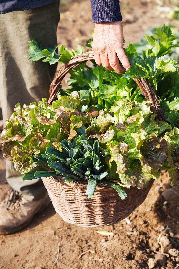 A man carrying a basket of vegetables in the garden