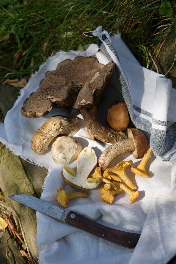 Wild mushrooms on a torn tea towel