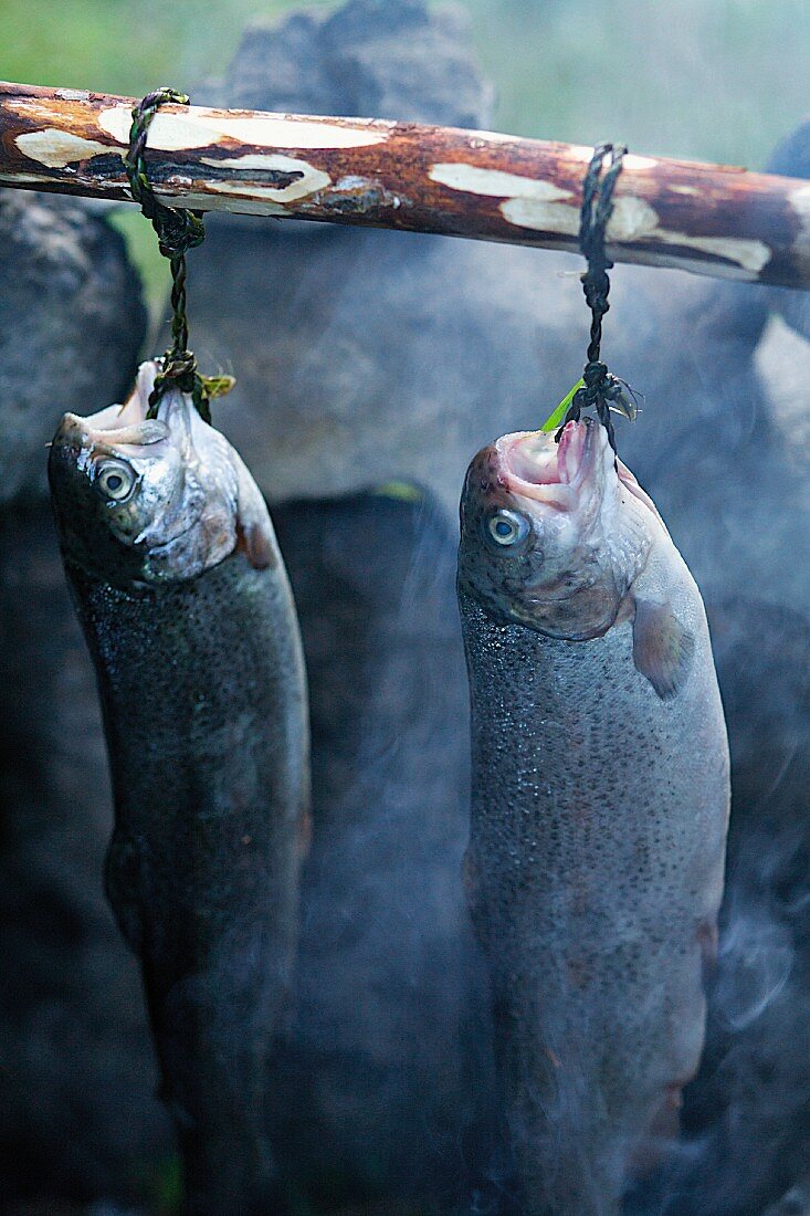 Räucherfisch in selbstgebautem Räucherkamin hängend