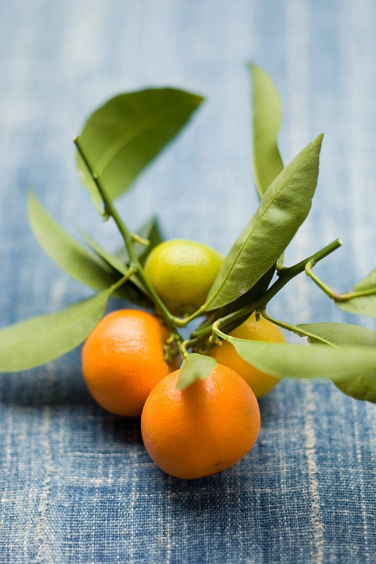 Clementines on the stem with leaves