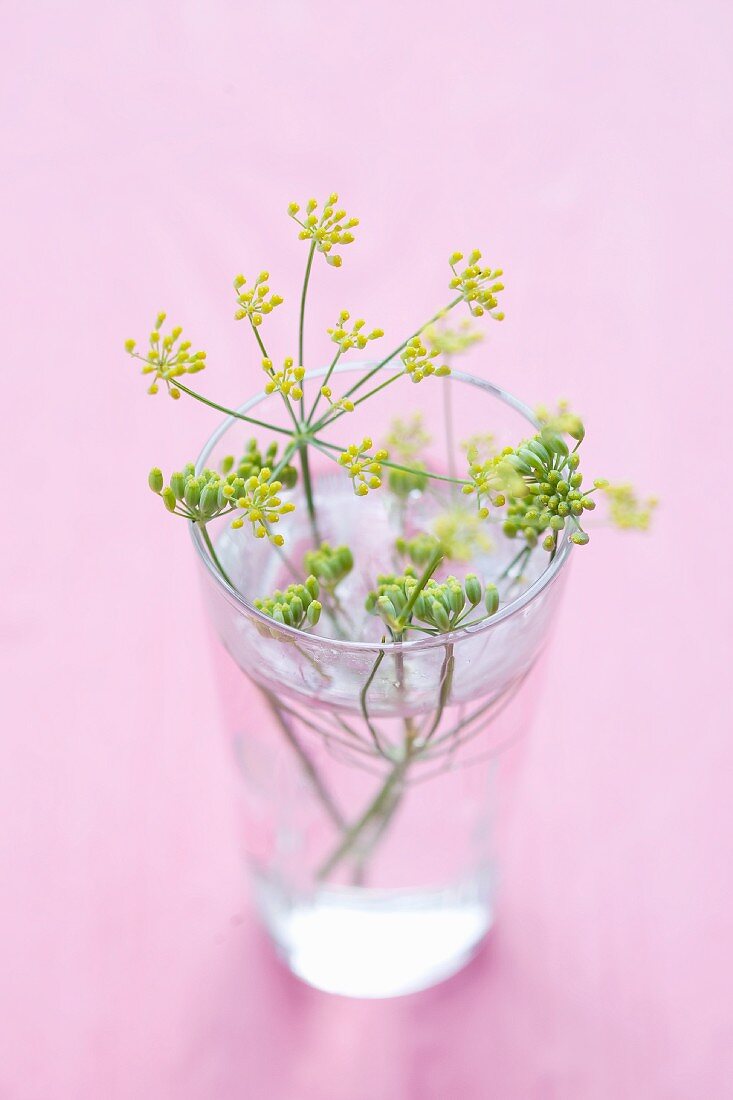 Fennel flowers in a glass of water