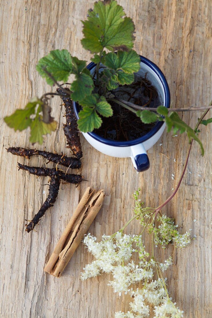 A still life featuring meadowsweet, colewort and a cinnamon stick