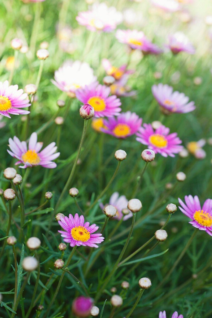 Blumenwiese (Ausschnitt)