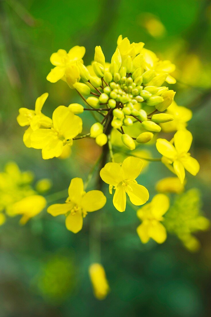 Senfblüten an der Pflanze