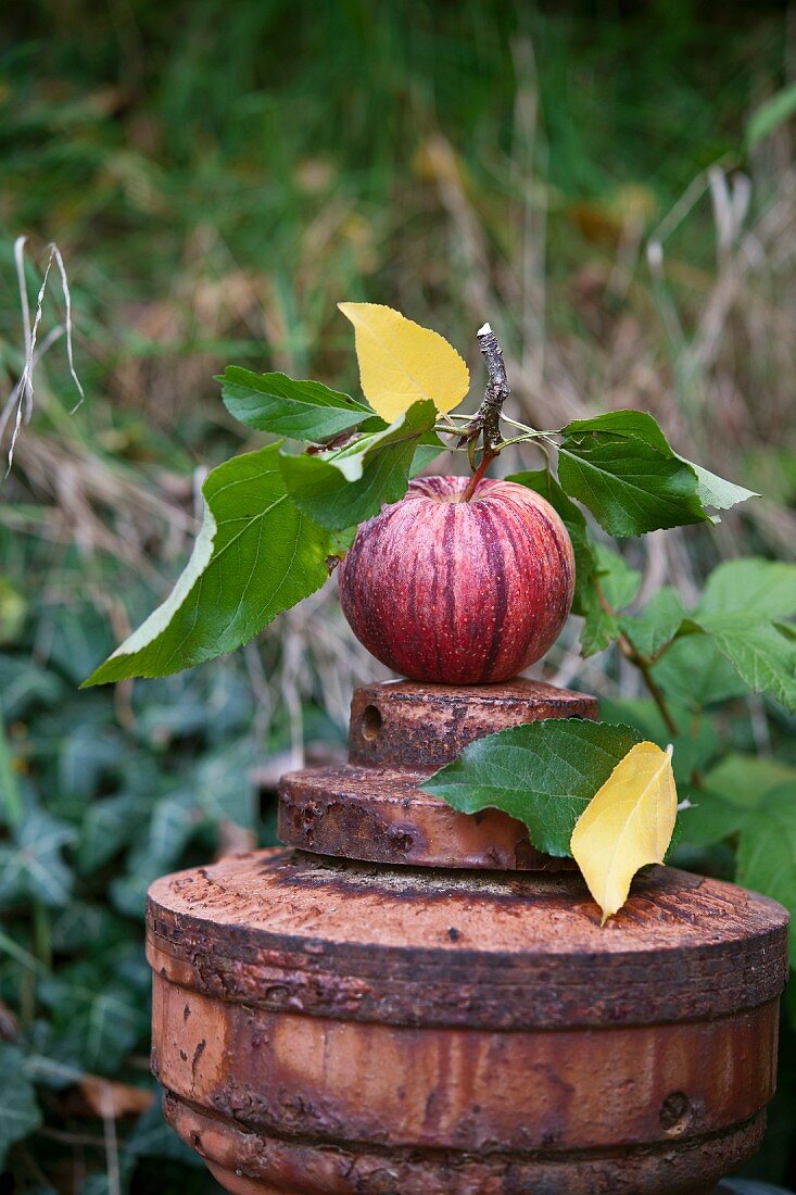 A fresh apple in an autumnal garden