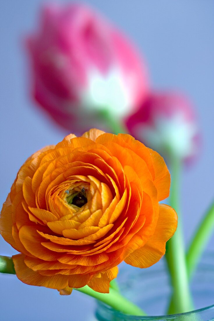 Orangefarbene Gartenranunkel (Nahaufnahme)