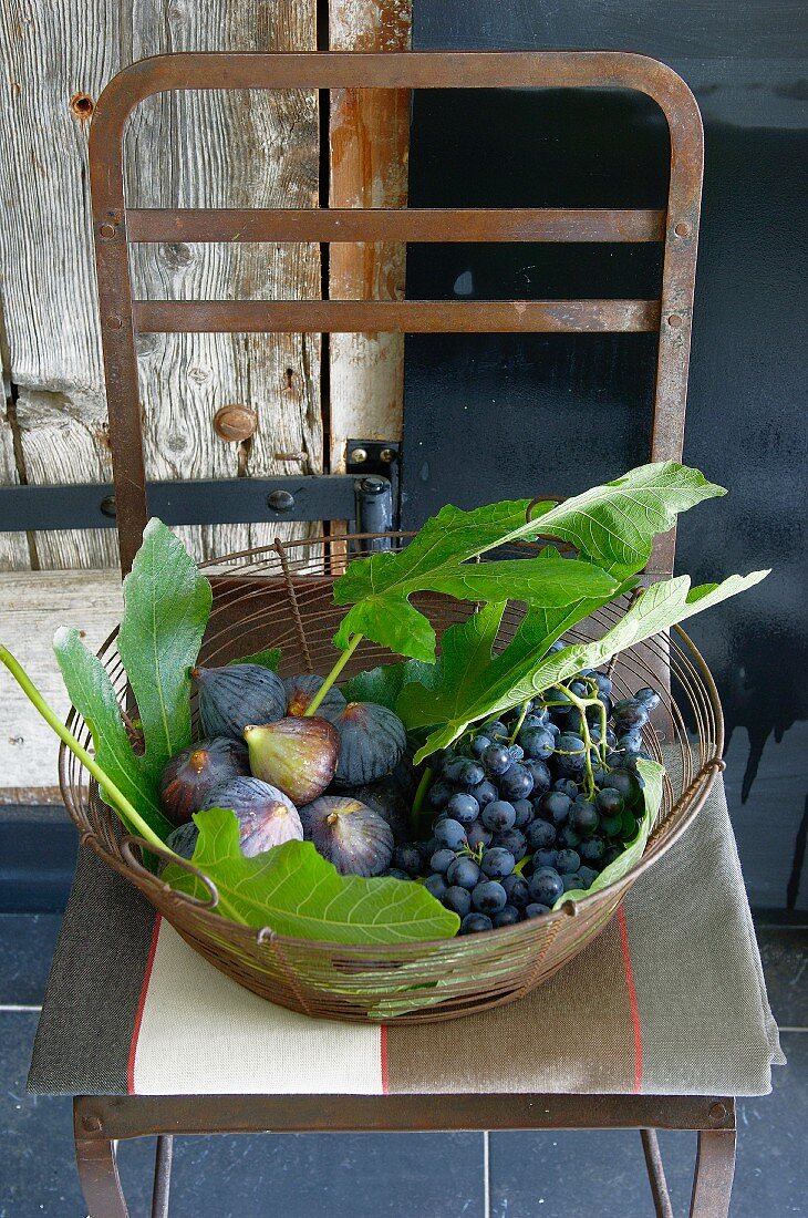 Fresh figs with leaves and black grapes in a wire basket on a kitchen chair