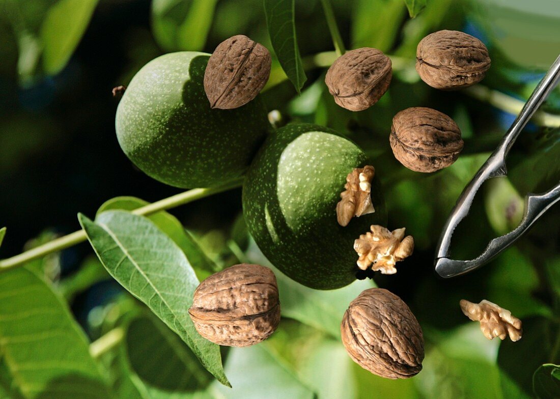 Walnuts lying on top of a photo of green walnuts