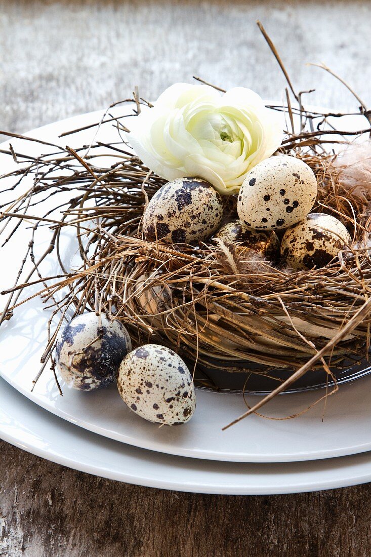 Quail's eggs in a nest with a spring flower