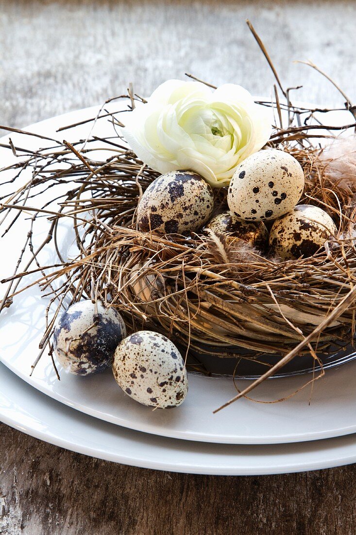 Wachteleier im Nest mit Frühlingsblüte