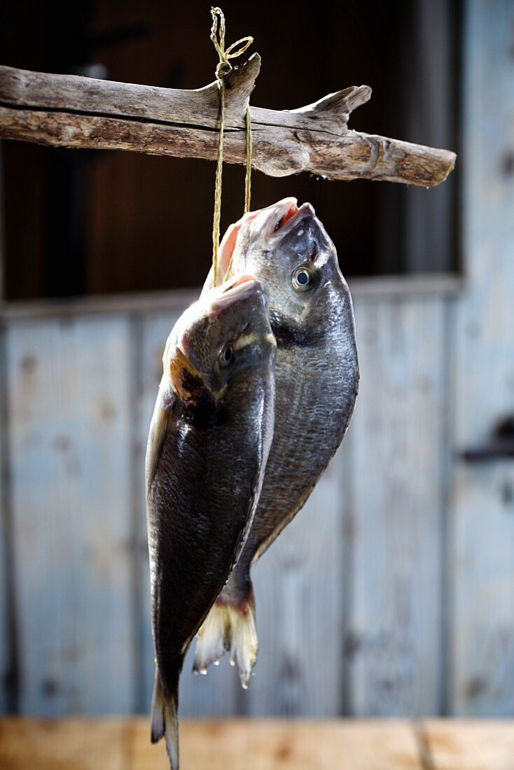 Two gilt-head bream hanging from a branch