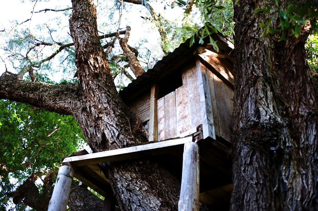 DIY treehouse made of planks wedged amongst tree trunks