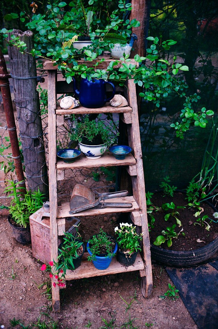 Blue ceramic plant pots and bowls on old wooden stepladder leaning against wire fence