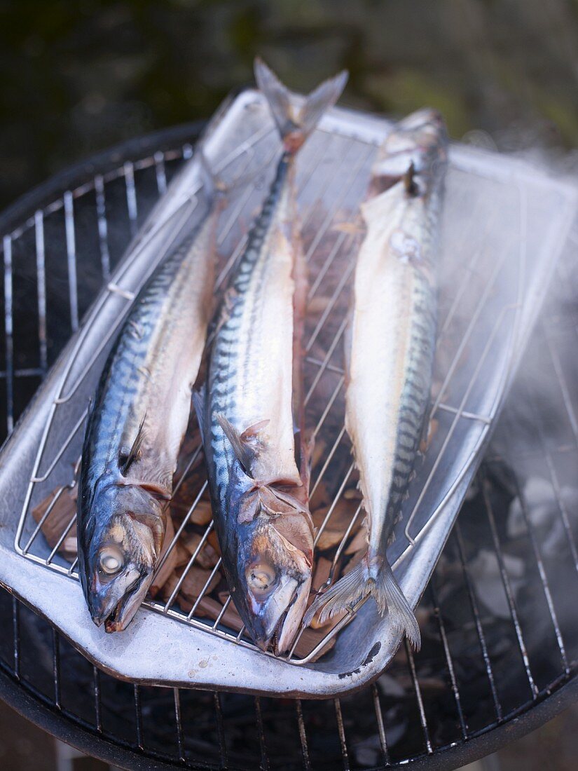 Makrelen auf dem Grill räuchern