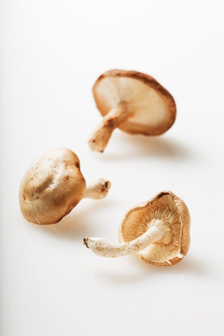 Drei Shiitake-Pilze auf weißem Untergrund