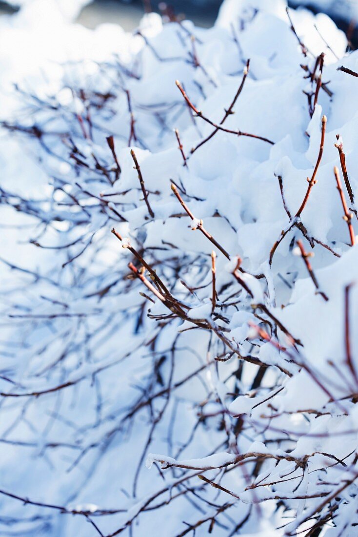 Winter Snow on a Hydrangea Bush