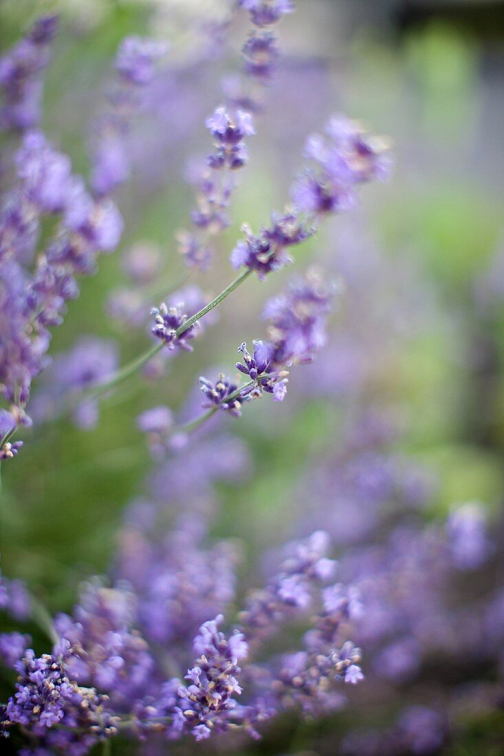 Lavender Blooming Outdoors