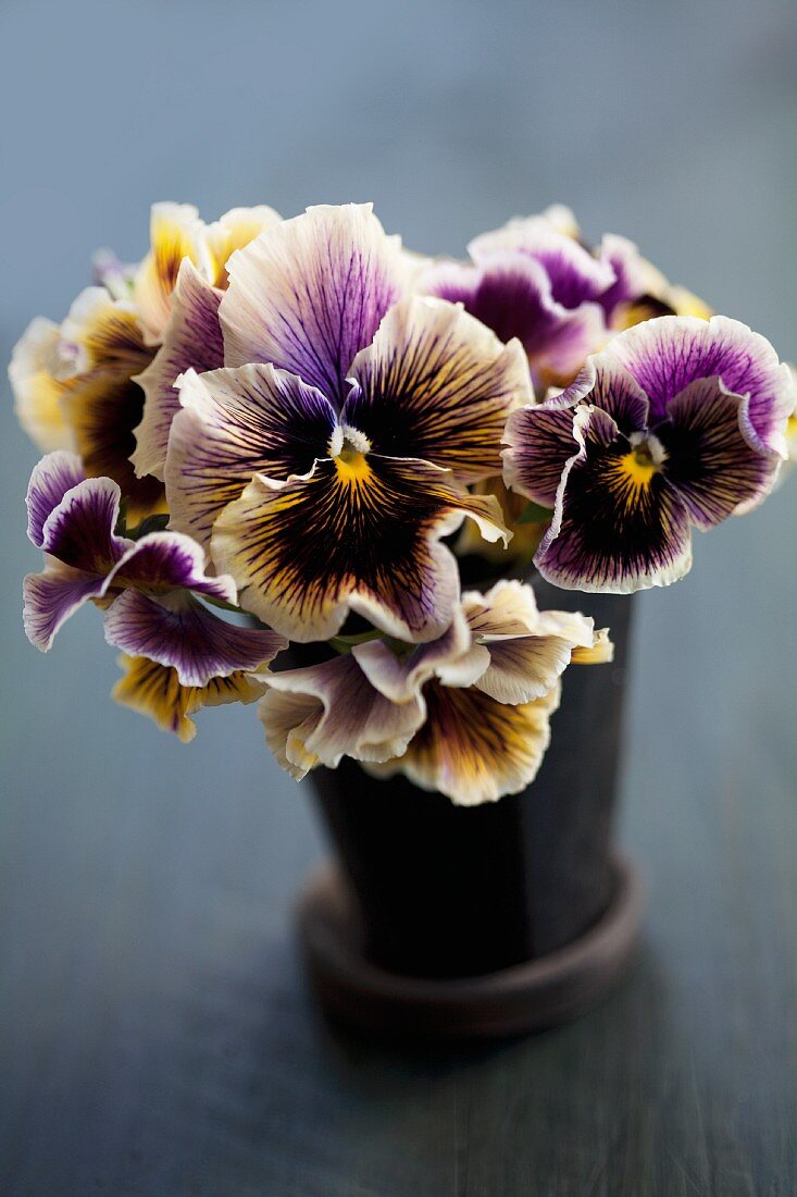 Stiefmütterchen in einem Blumentopf