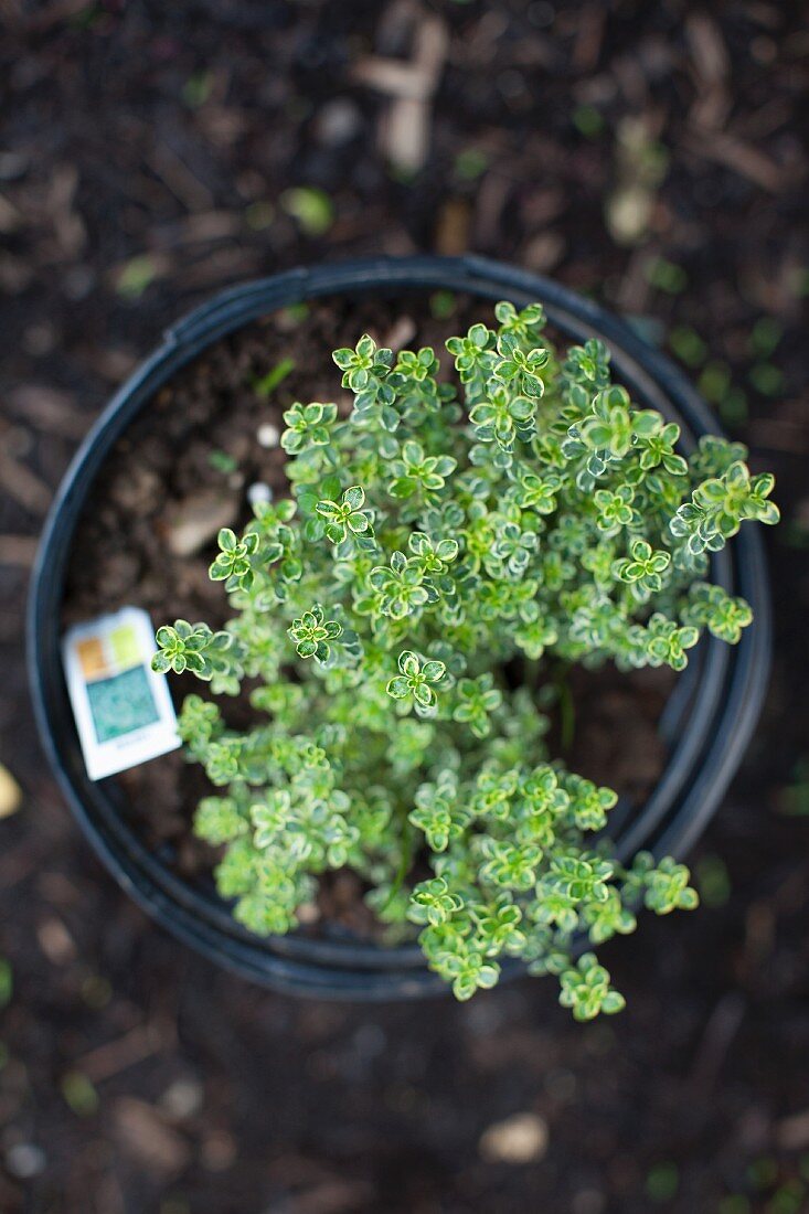 Potted Plant of Lemon Thyme; From Above