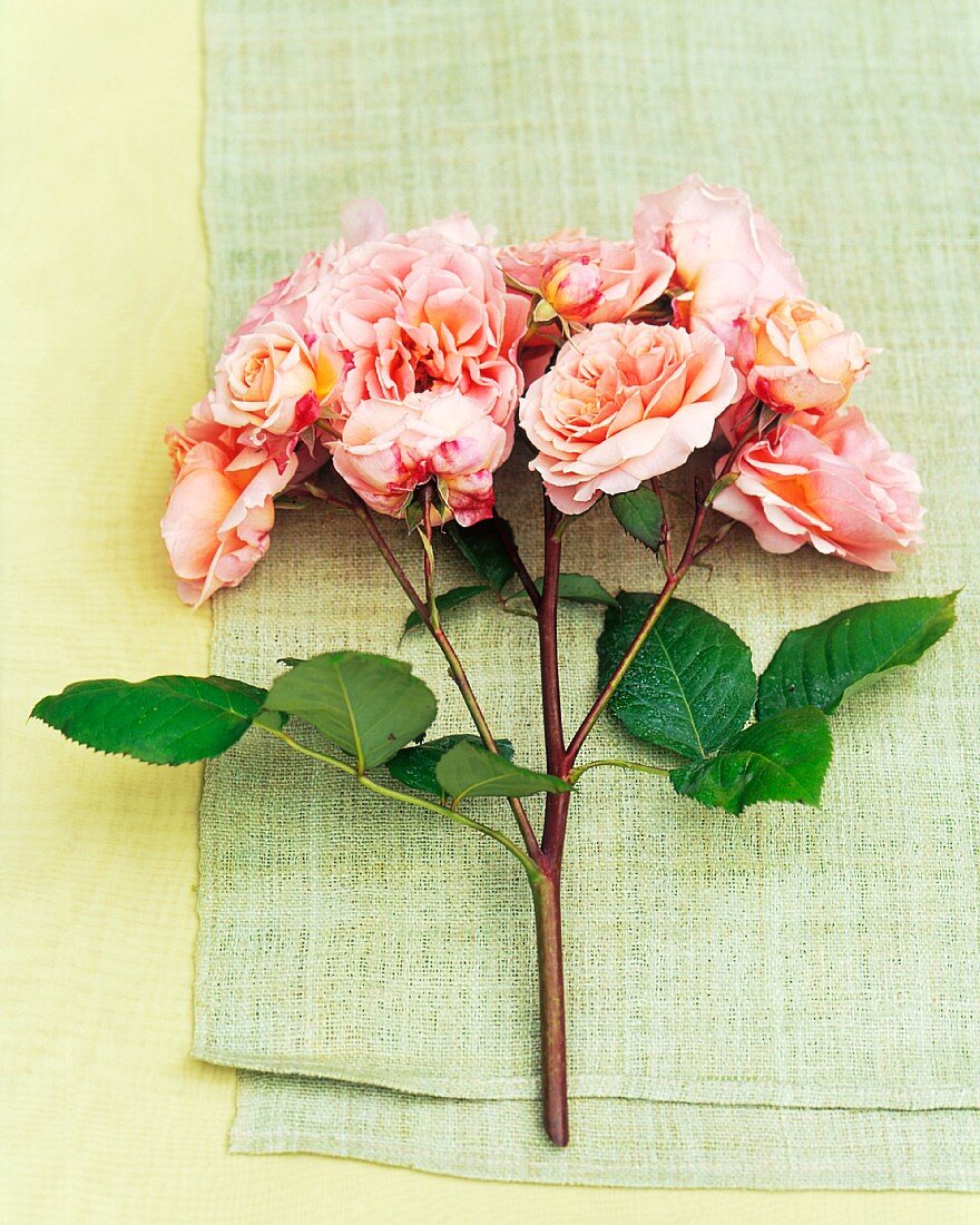 A Branch of Pink Garden Roses on Green Cloth