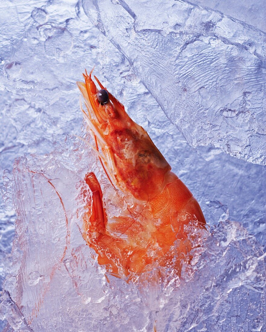 A frozen prawn