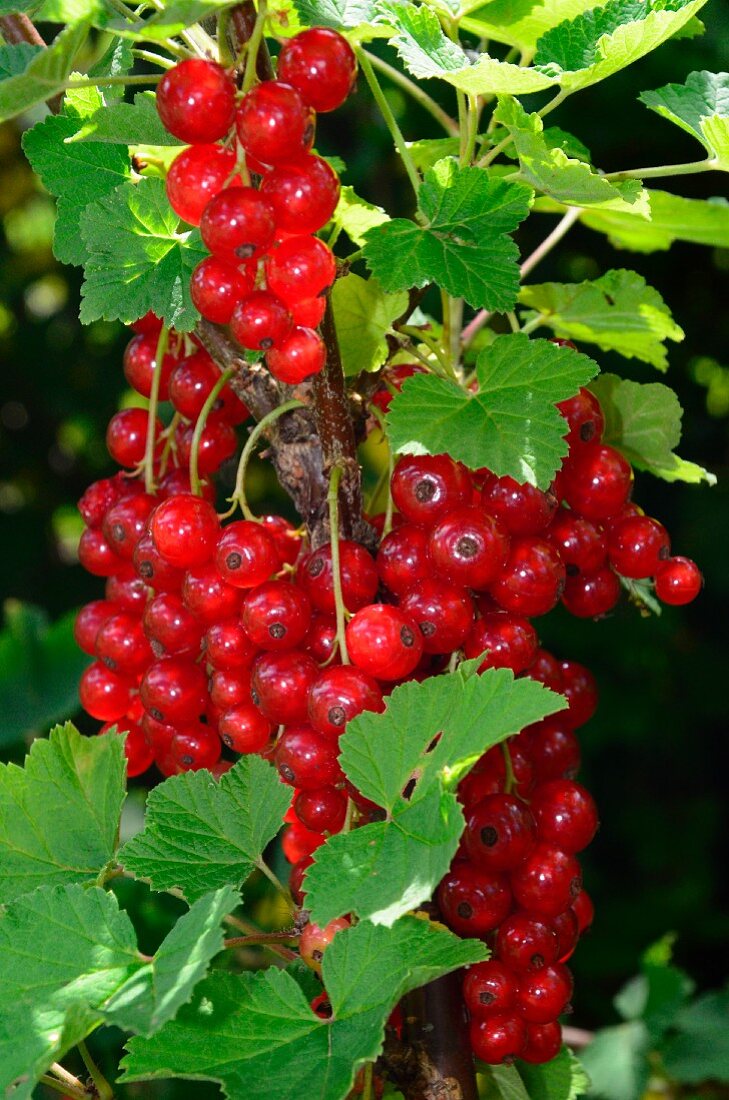 Rote Johannisbeeren