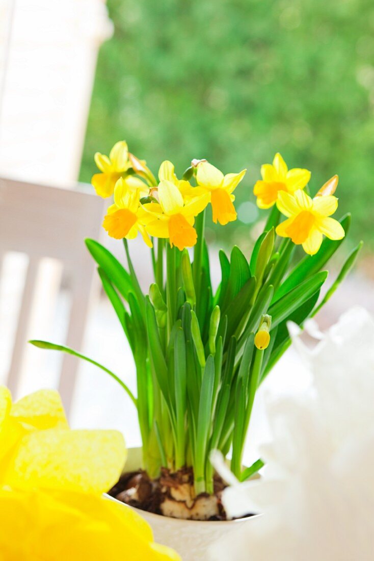 Potted yellow narcissus decorating Easter table