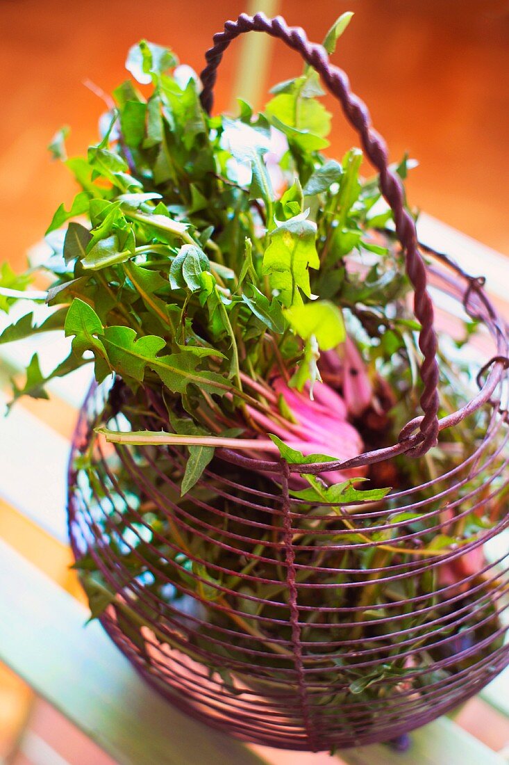 Fresh dandelions in a wire basket