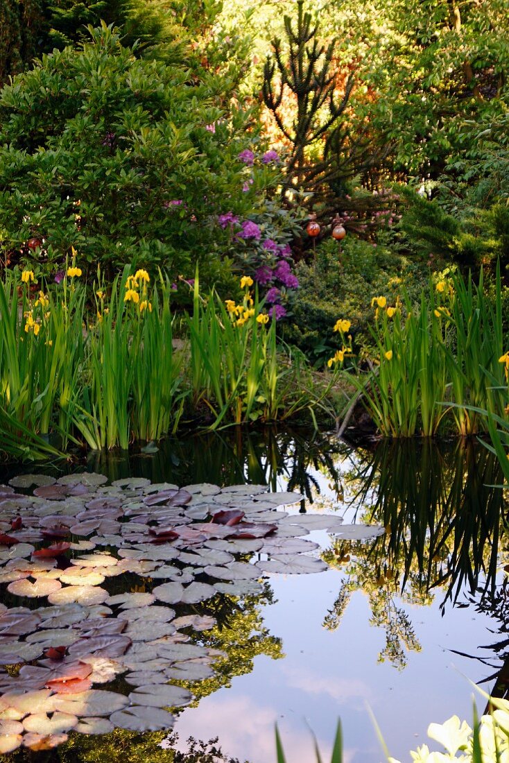 Lily pads and yellow flag in idyllic pond surrounded by mature trees