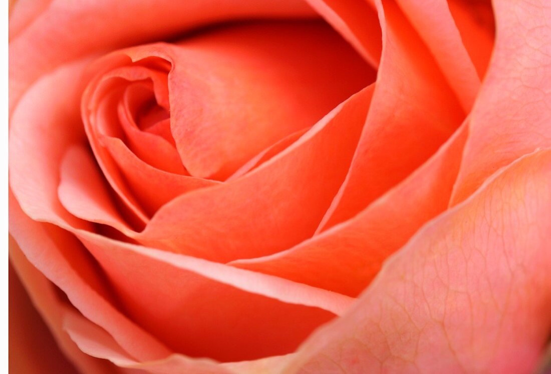 Salmon pink rose