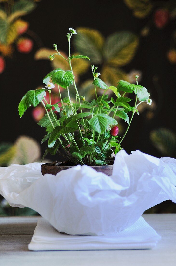 Erdbeerpflanze im Topf auf Papier