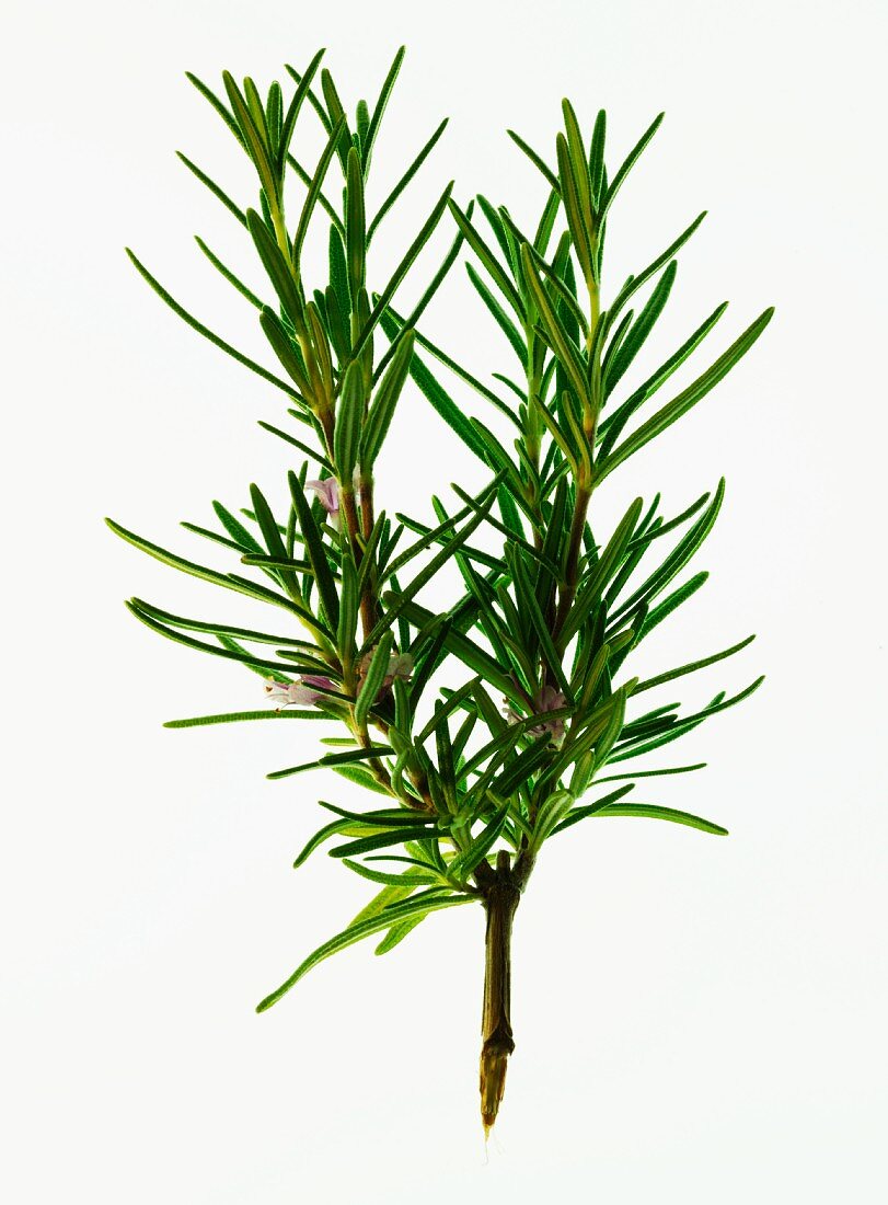A sprig of fresh rosemary with flowers