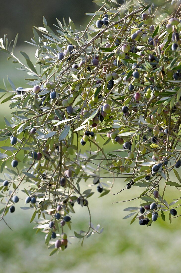 Oliven am Baum (Tunesien)