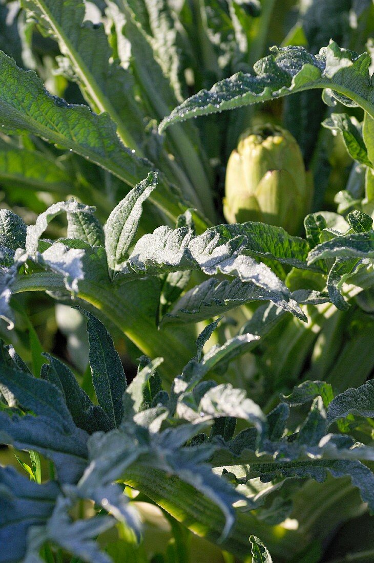 Artichokes on the plant (close-up)