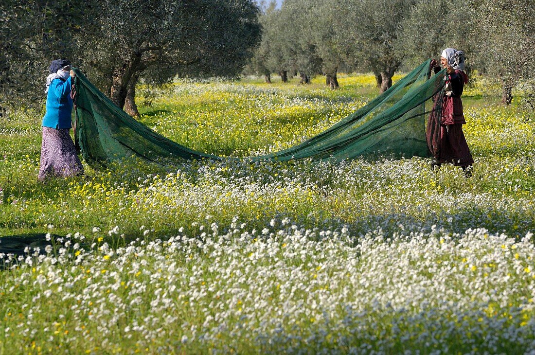 Olivenernte in Tunesien