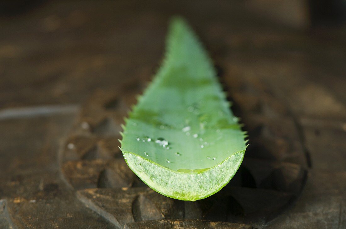 A young aloe vera shoot, cut off