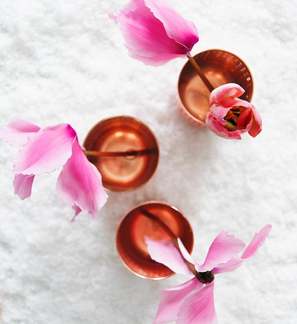 Pinkfarbene Tulpen in Wassergläsern (Draufsicht)