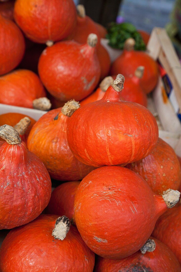 Hokkaido-Kürbisse auf dem Markt