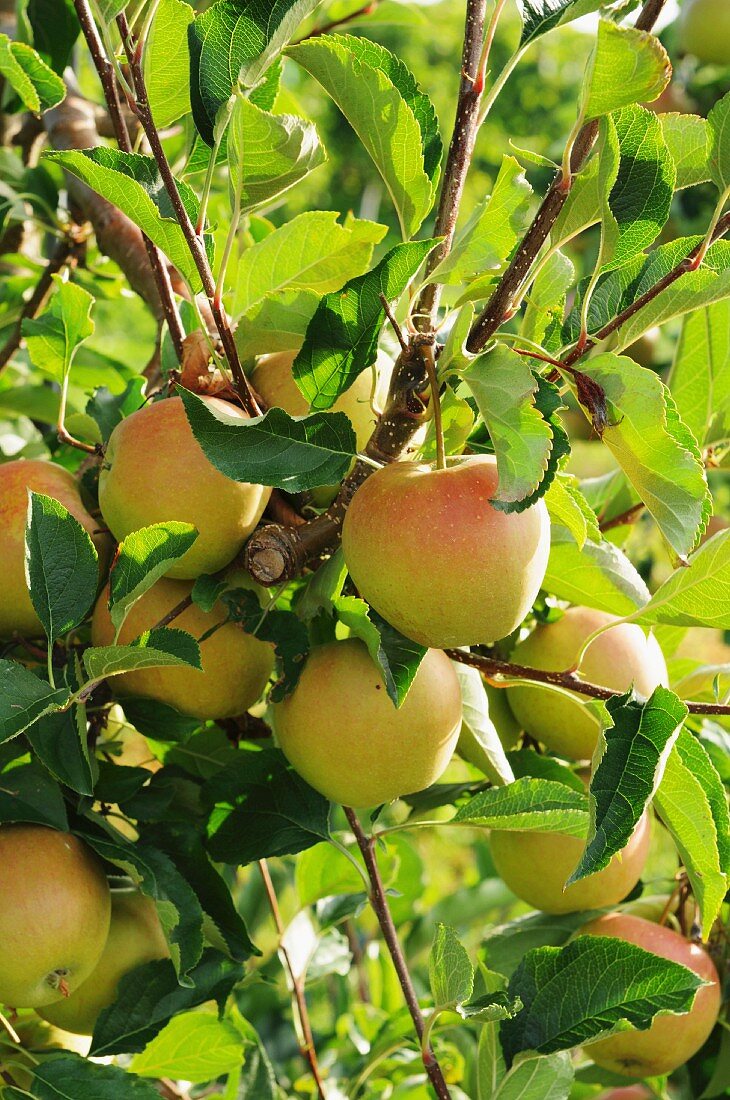 Äpfel der Sorte Rubinette am Baum