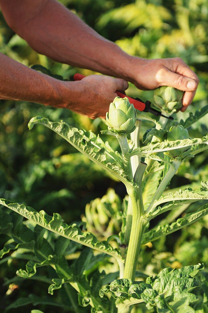 A man harvesting artichokes